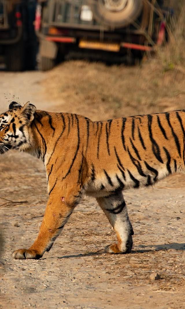 Corbett & Nainital: Tigers and Lakes