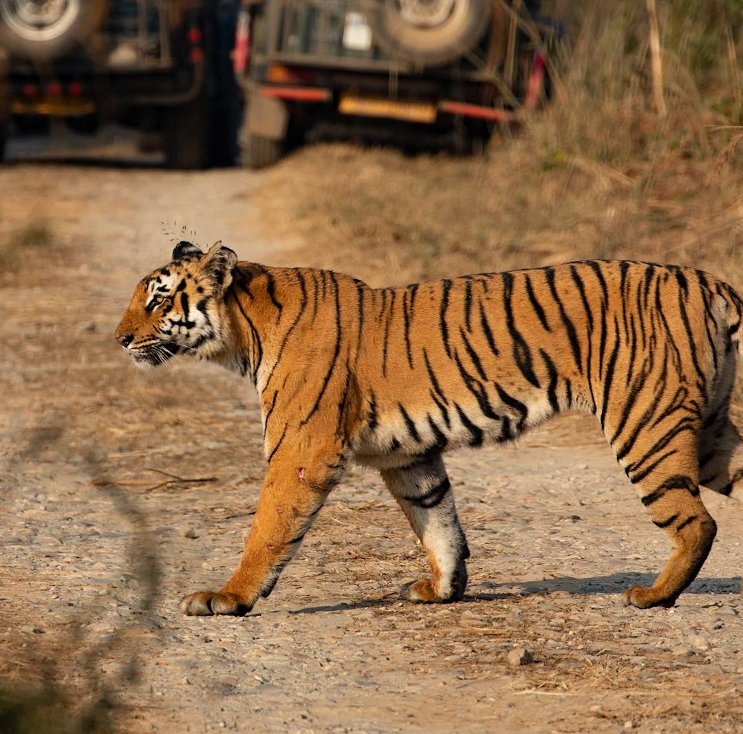 Corbett & Nainital: Tigers and Lakes 1