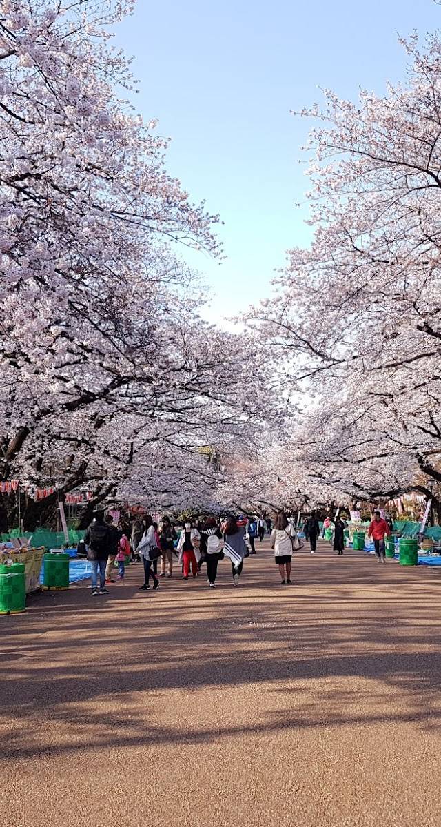 Cherry Blossom Season: Japan’s Most Beautiful Week