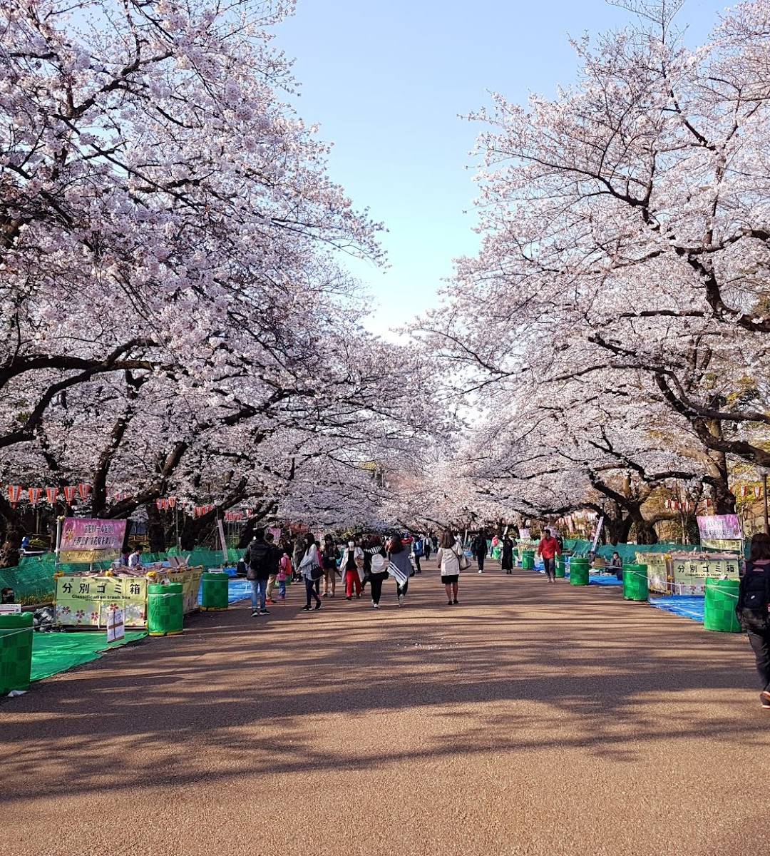 Cherry Blossom Season: Japan’s Most Beautiful Week 1