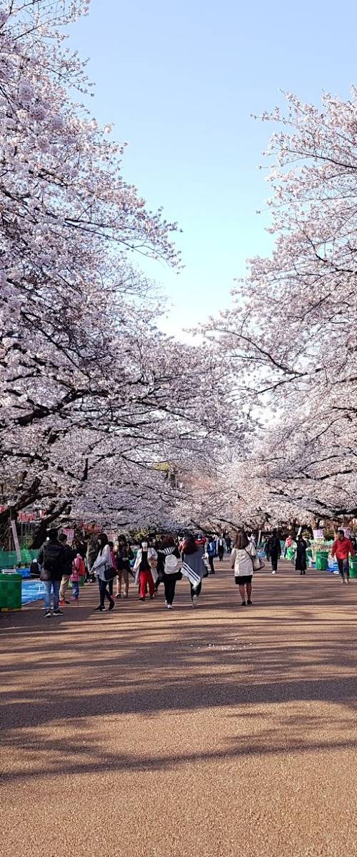 Cherry Blossom Season: Japan’s Most Beautiful Week