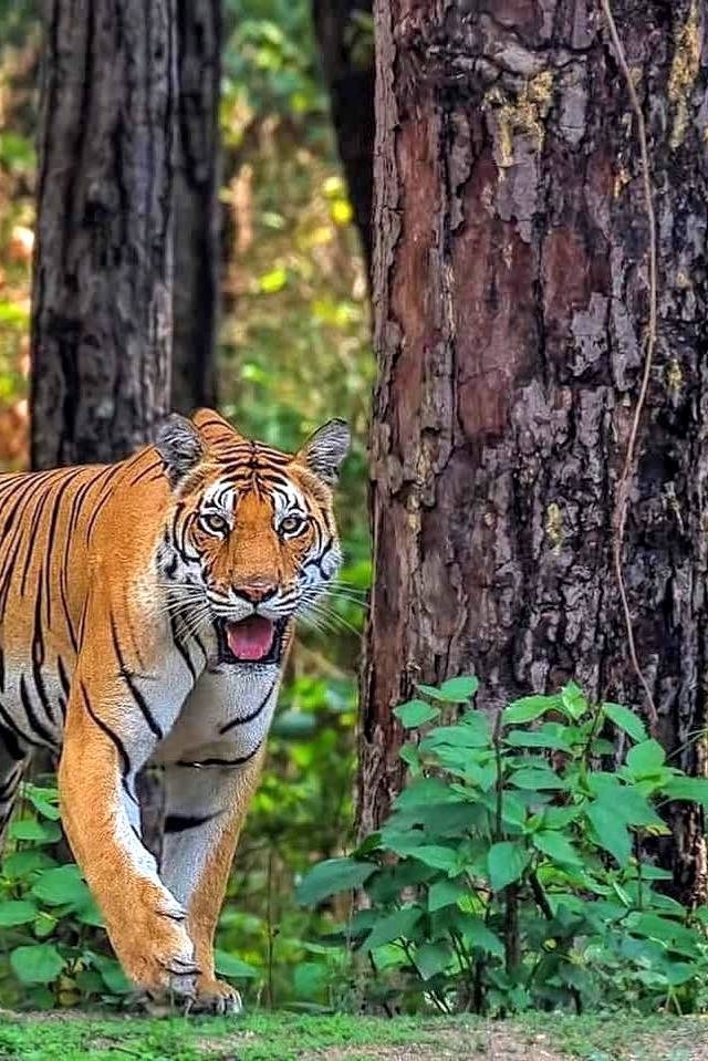 Kanha & Pachmarhi: The Jungle Book and the Satpura Hills