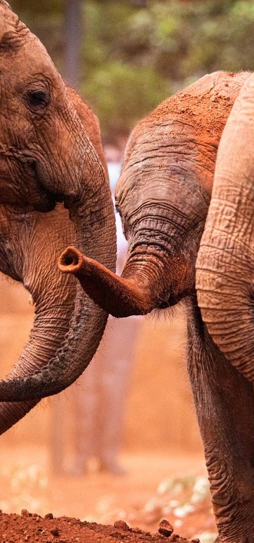 Wildlife & Safari Itineraries