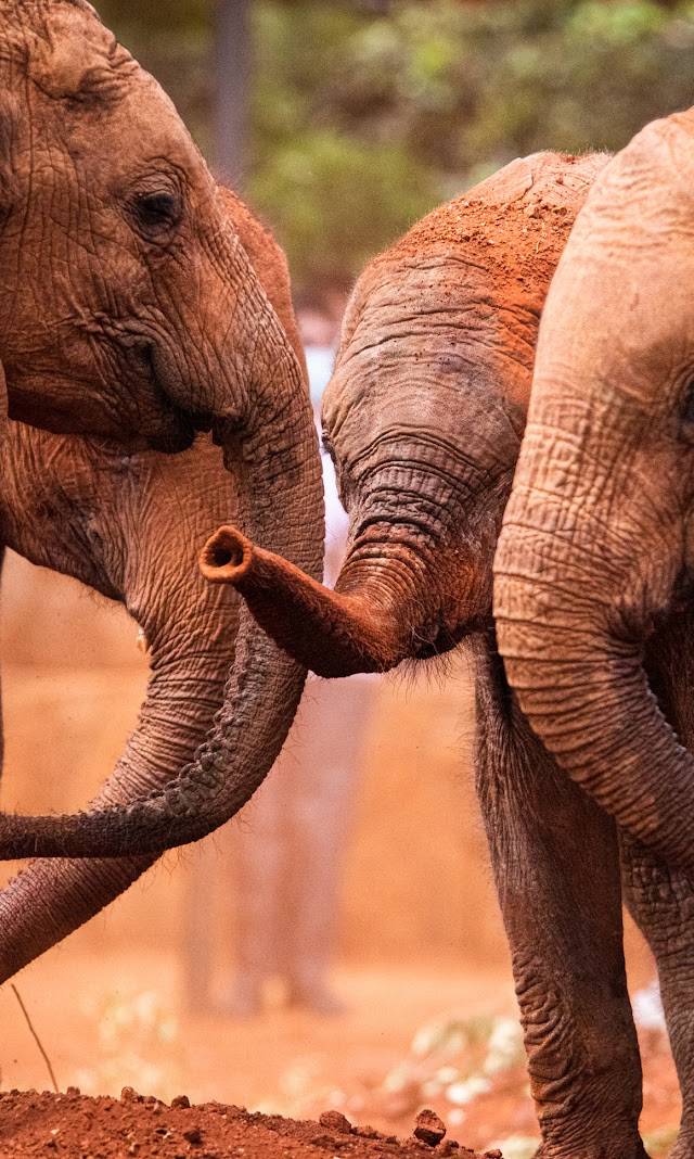 Kenya: A Front-Row Seat to the Wild