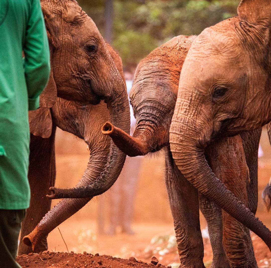 Kenya: A Front-Row Seat to the Wild 1