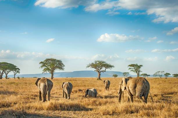 Tanzania: The Serengeti and Spice-Island Beaches 1